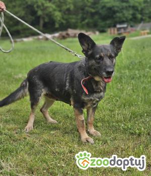 Do adopcji Zgierz