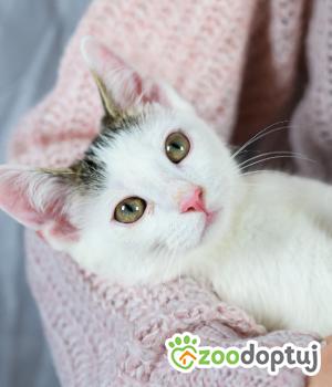 Do adopcji Warszawa