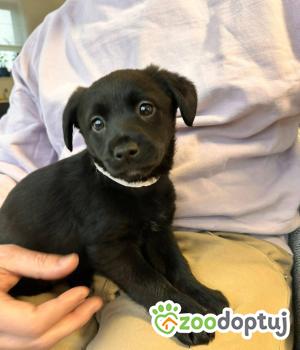 Do adopcji Białobrzegi