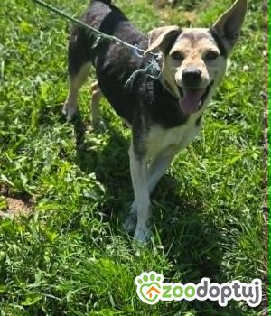 Do adopcji Zgierz
