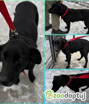 Do adopcji Rawa Mazowiecka