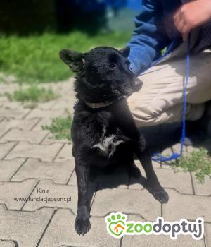 Do adopcji Nowy Dwór Mazowiecki