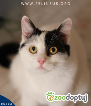 Do adopcji Rzeszów