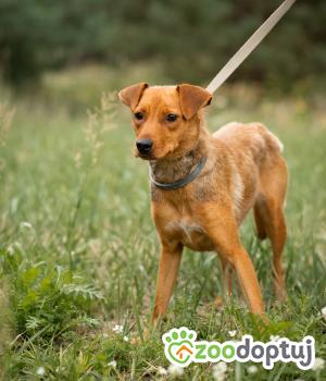 Do adopcji Radom