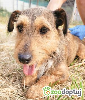 Do adopcji Łódź