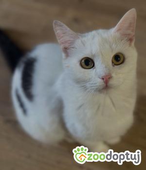 Do adopcji Głogów