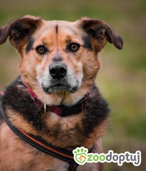 Do adopcji Głogów