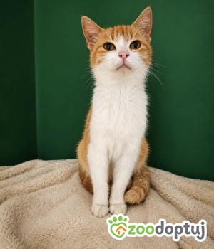 Do adopcji Wrocław