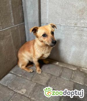 Do adopcji Zgierz