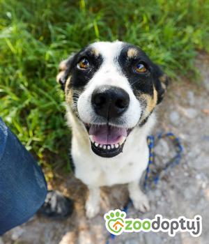 Do adopcji Warszawa