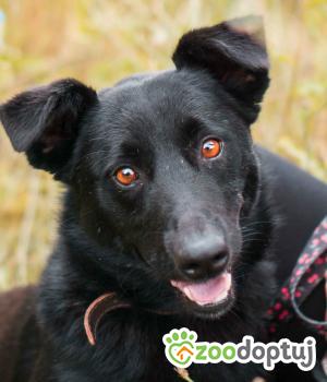 Do adopcji Sompolno