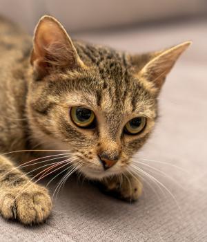 Do adopcji Poznań