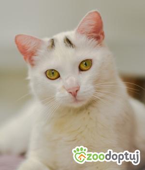 Do adopcji Mielec