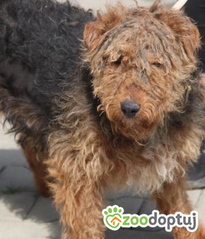 Do adopcji Nowy Dwór Mazowiecki