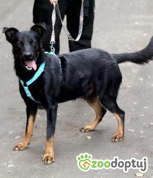 Do adopcji Zgierz