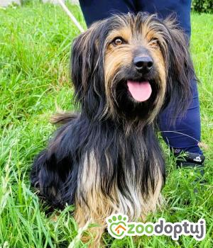 Do adopcji Łódź