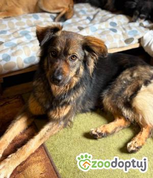 Do adopcji Warszawa