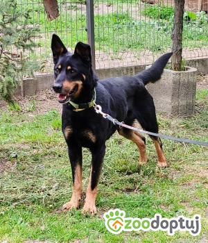 Do adopcji Zgierz