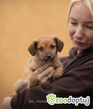 Do adopcji Myślenice