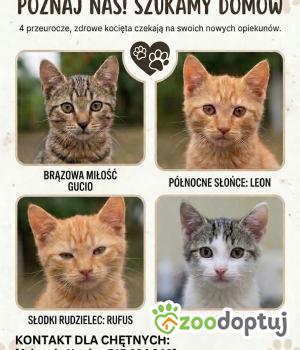 Do adopcji Radom