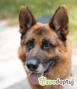 Do adopcji Warszawa