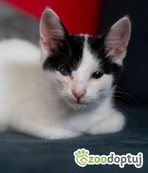 Do adopcji Warszawa
