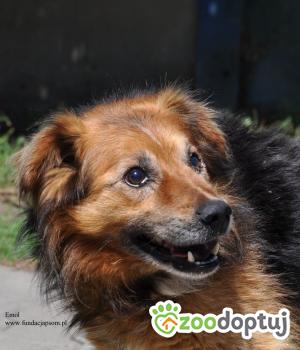 Do adopcji Nowy Dwór Mazowiecki