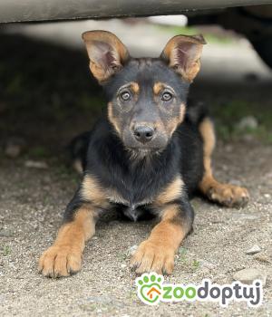Do adopcji Olsztyn