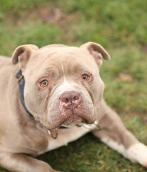 Do adopcji Brzeg