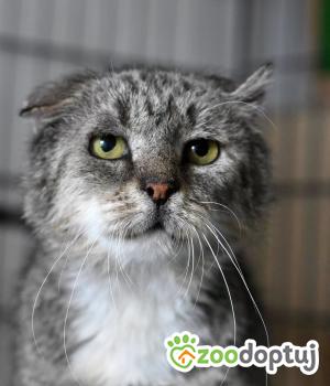 Do adopcji Toruń