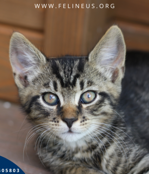 Do adopcji Rzeszów
