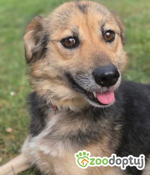 Do adopcji Zgierz