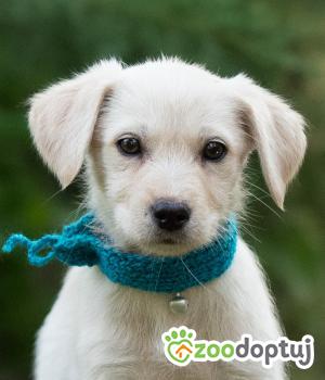 Do adopcji Warszawa