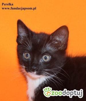 Do adopcji Nowy Dwór Mazowiecki