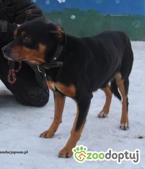 Do adopcji Nowy Dwór Mazowiecki