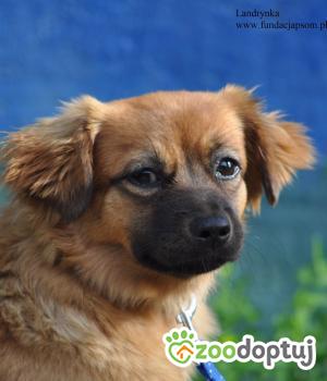 Do adopcji Nowy Dwór Mazowiecki