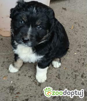 Do adopcji Dąbrowa Tarnowska