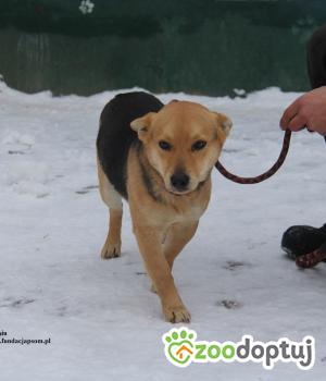 Do adopcji Nowy Dwór Mazowiecki