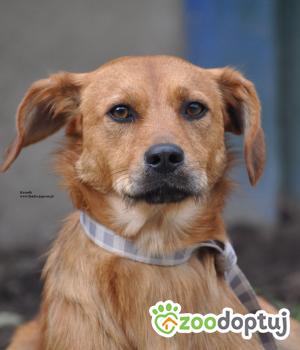Do adopcji Nowy Dwór Mazowiecki