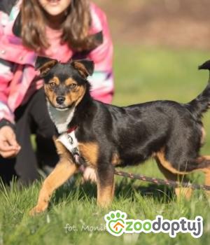 Do adopcji Myślenice