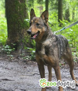 Do adopcji Kielce