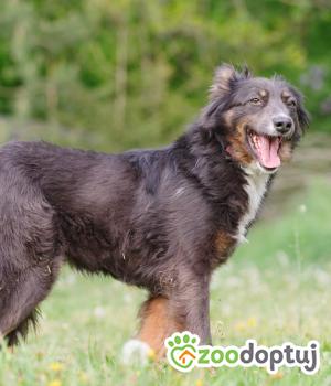 Do adopcji Zgierz