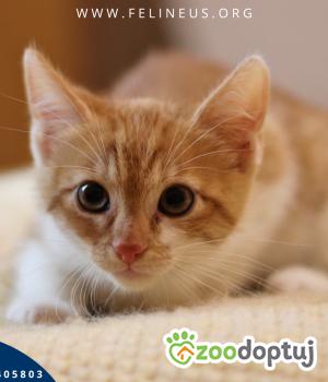 Do adopcji Rzeszów