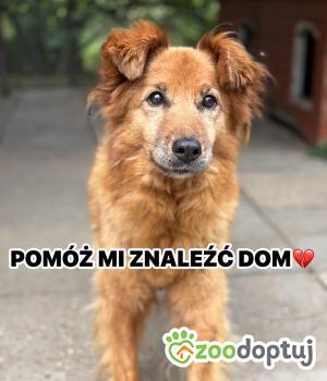 Do adopcji Warszawa