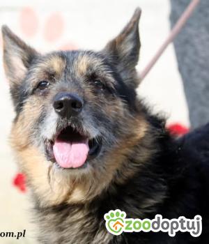 Do adopcji Nowy Dwór Mazowiecki