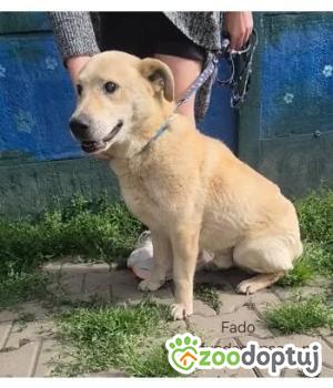 Do adopcji Nowy Dwór Mazowiecki