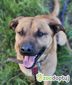 Do adopcji Stalowa Wola