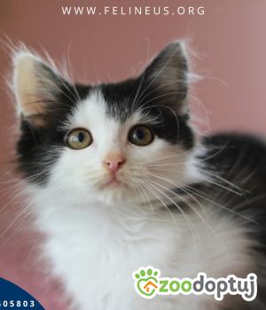 Do adopcji Rzeszów