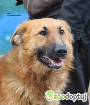 Do adopcji Nowy Dwór Mazowiecki