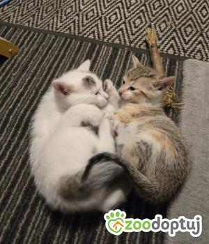 Do adopcji Głowno